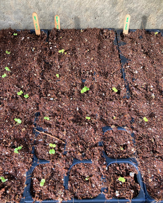 Sowing seeds! - Kiddal Quarry Farm