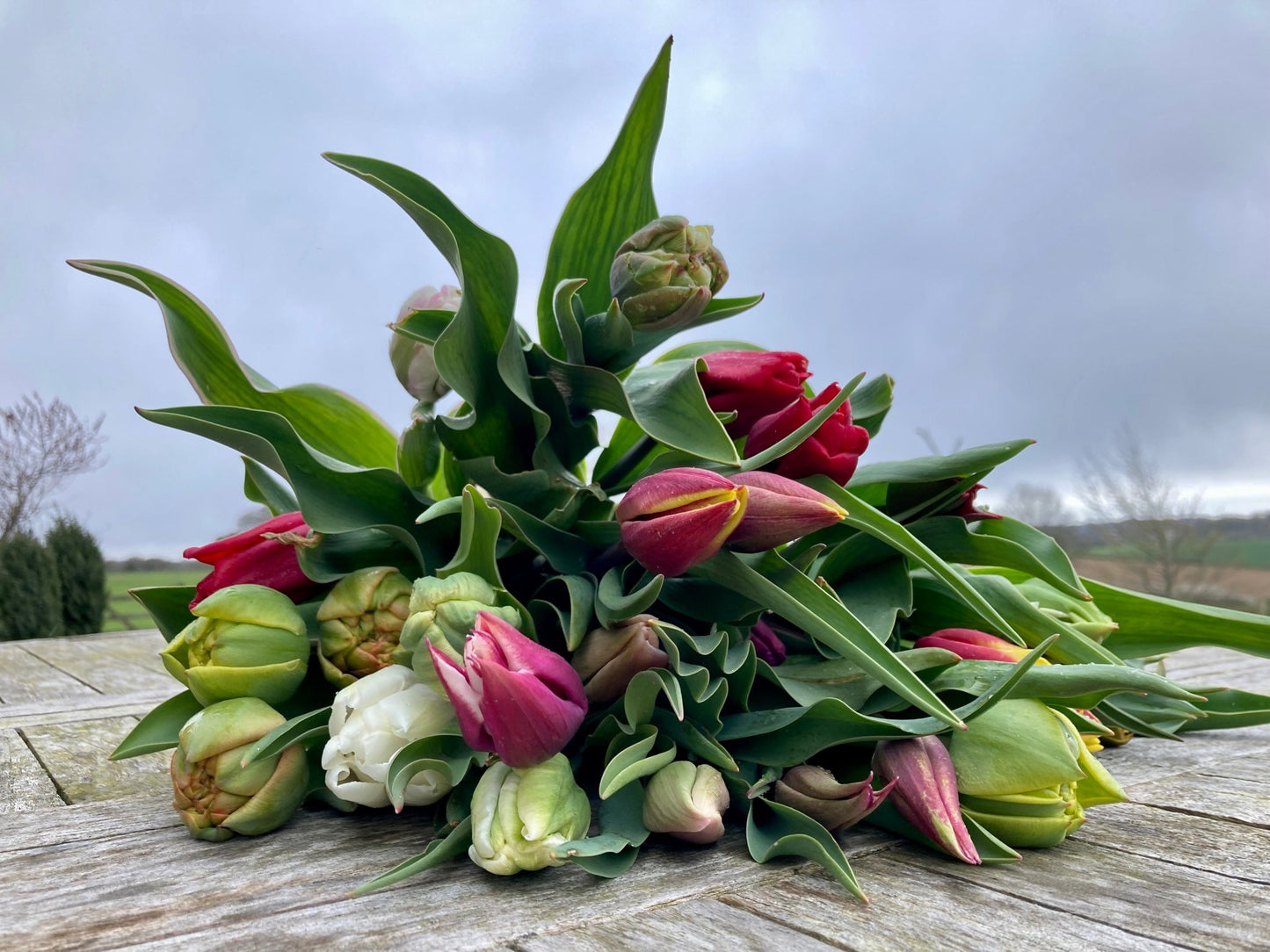 Tulip bunch - Kiddal Quarry Farm