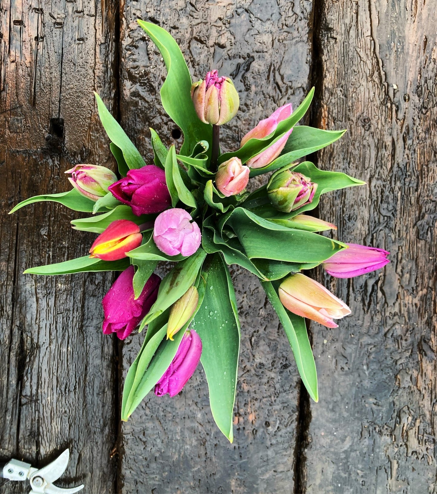 Tulip bunch - Kiddal Quarry Farm